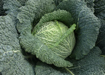 cabbage-rigoleto-1.png