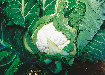 cabbage-aviso-1.png