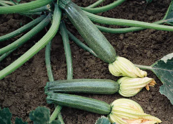 zucchino-tarmino-f1-2.png