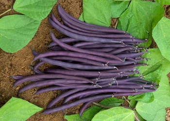 bean-amethyst-2.png