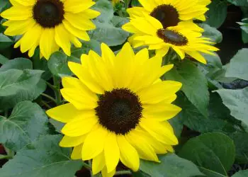 sunflower-suntasticf1goldenyellowwithblackcenter-2.jpg
