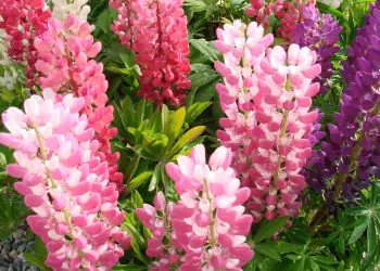 lupine-minigalleryextramix-3.jpg