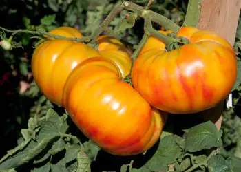 tomato-buffalosun-f1-2.jpg