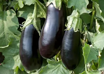 eggplant-classic-1.jpg