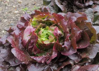 lettuce-florinred-2.jpg