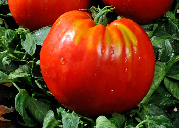 tomato-cuordibue-1.png
