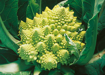 cabbage-navona-1.png