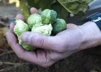 cabbage-brigitte-f1-2.jpg