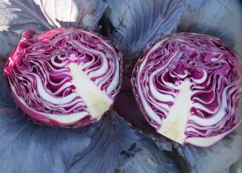 cabbage-redsky-f1-4.jpg
