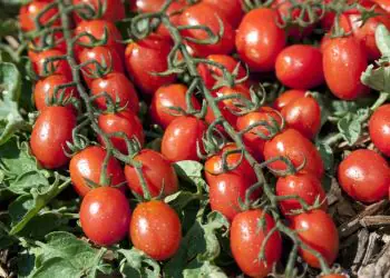 tomato-tutti-frutti-f1-2.jpg