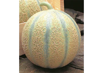 melon-diego-1.png