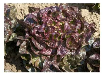 lettuce-saxo-1.jpg