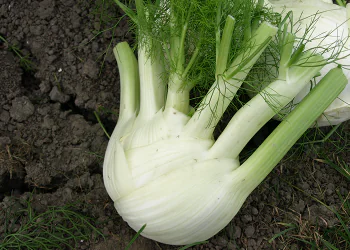 fennel-bellotto-1.png