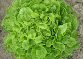 lettuce-kyrio-2.jpg