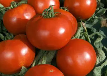 tomato-pyros-f1-1.jpg