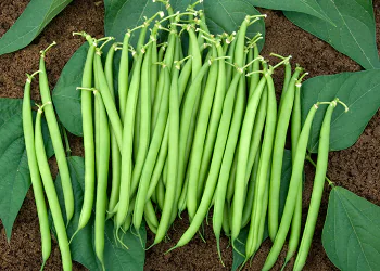 bean-bonus-1.png