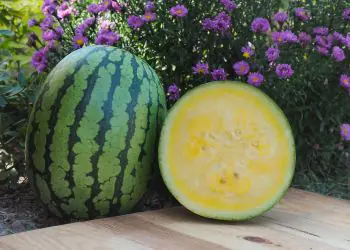 watermelon-sunlove-f1-2.jpg