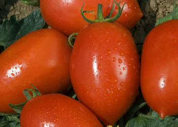 tomato-colibri-f1-1.png