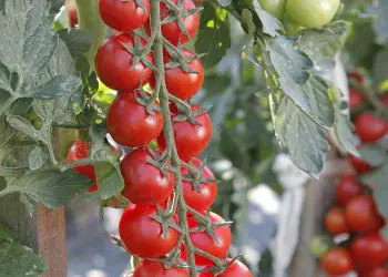 tomato-minoprio-f1-1.jpg