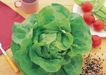 lettuce-appia-2.jpg