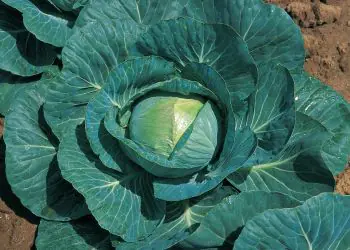 cabbage-consul-f1-1.jpg