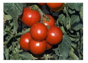 tomato-cristal-f1-2.jpg