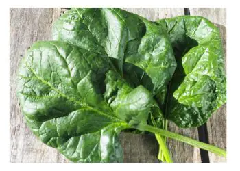 spinach-samos-f1-3.jpg