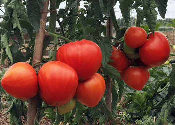 tomato-diamandia-f1-2.png