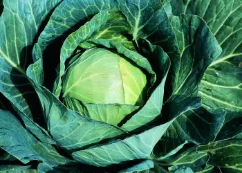 cabbage-sir-f1-1.jpg