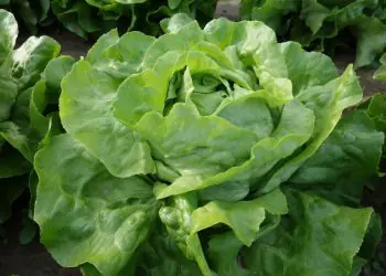 lettuce-adelys-2.jpg