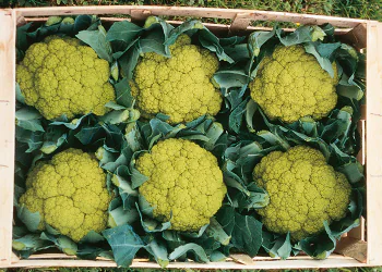 cabbage-trevi-2.png