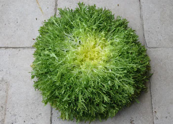 chicory-kassy-1.png