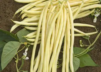 bean-montegusto-1.jpg