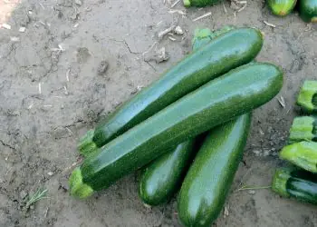 zucchino-primula-1.jpg