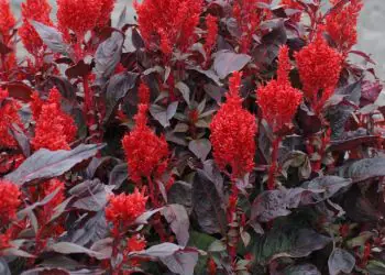 celosia-chinatown-1.jpg