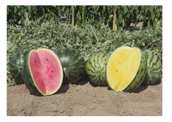 watermelon-minilove-f1-3.jpg