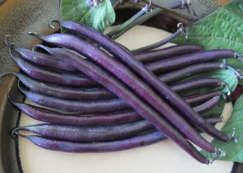bean-amethyst-1.png