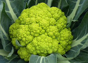 cabbage-trevi-1.png