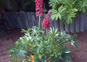 lupine-minigalleryred-1.jpg