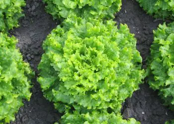 lettuce-melvine-1.jpg