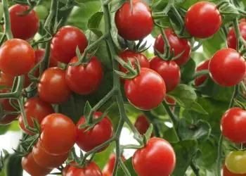 tomato-crokini-f1-2.jpg