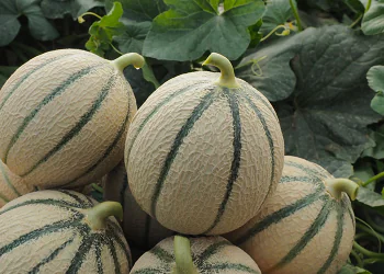 melon-vendome-2.png