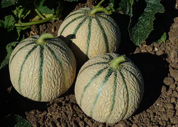 melon-vendome-3.png