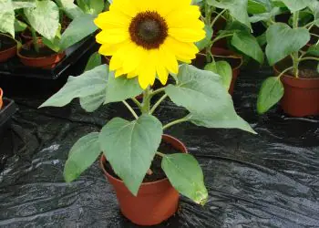sunflower-suntasticf1goldenyellowwithblackcenter-4.jpg