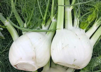 fennel-bellotto-2.png