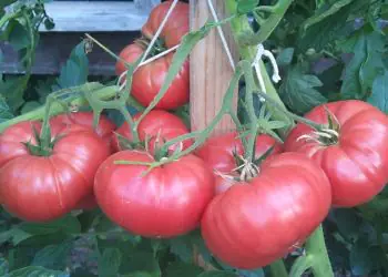 tomato-buffalopink-f1-2.jpg