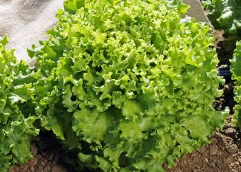 lettuce-florine-1.jpg