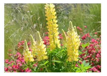 lupine-minigalleryyellow-1.jpg