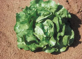 lettuce-novappia-1.jpg