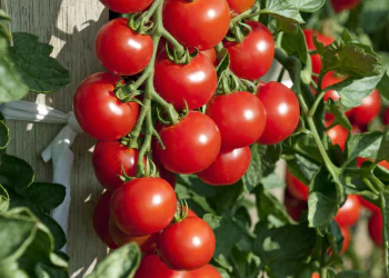 Tomato-Harmony-F1-1.png